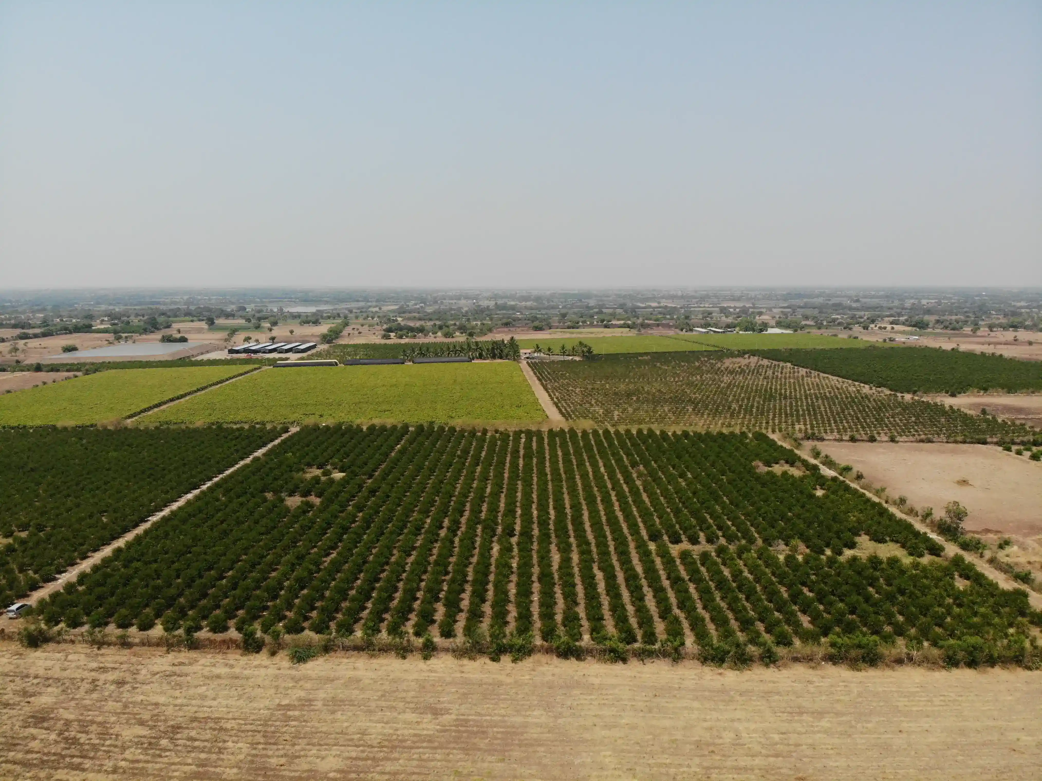 Vijayapura: Stands First in Grape Production in Karnataka State