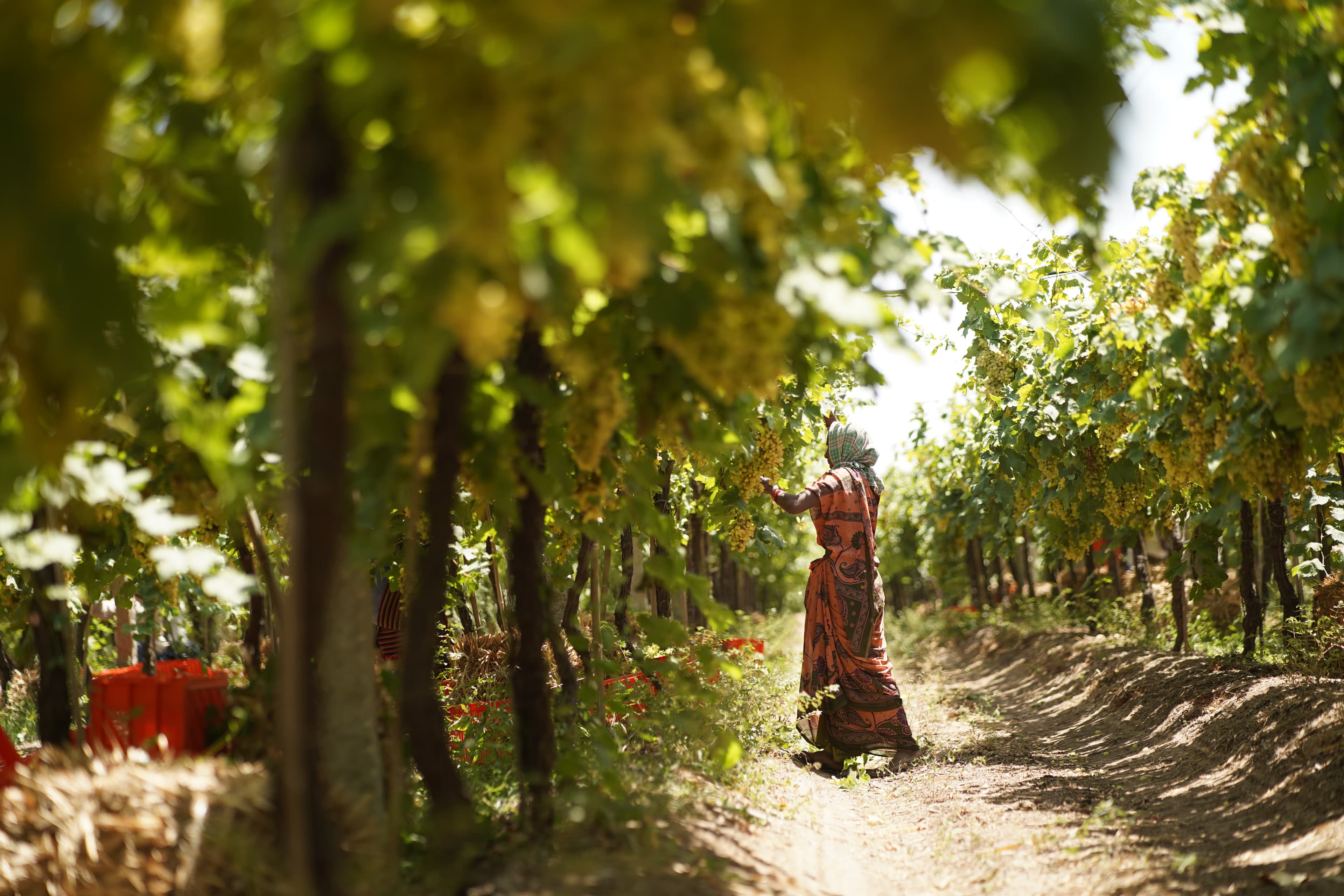 Raisin farm landscape
