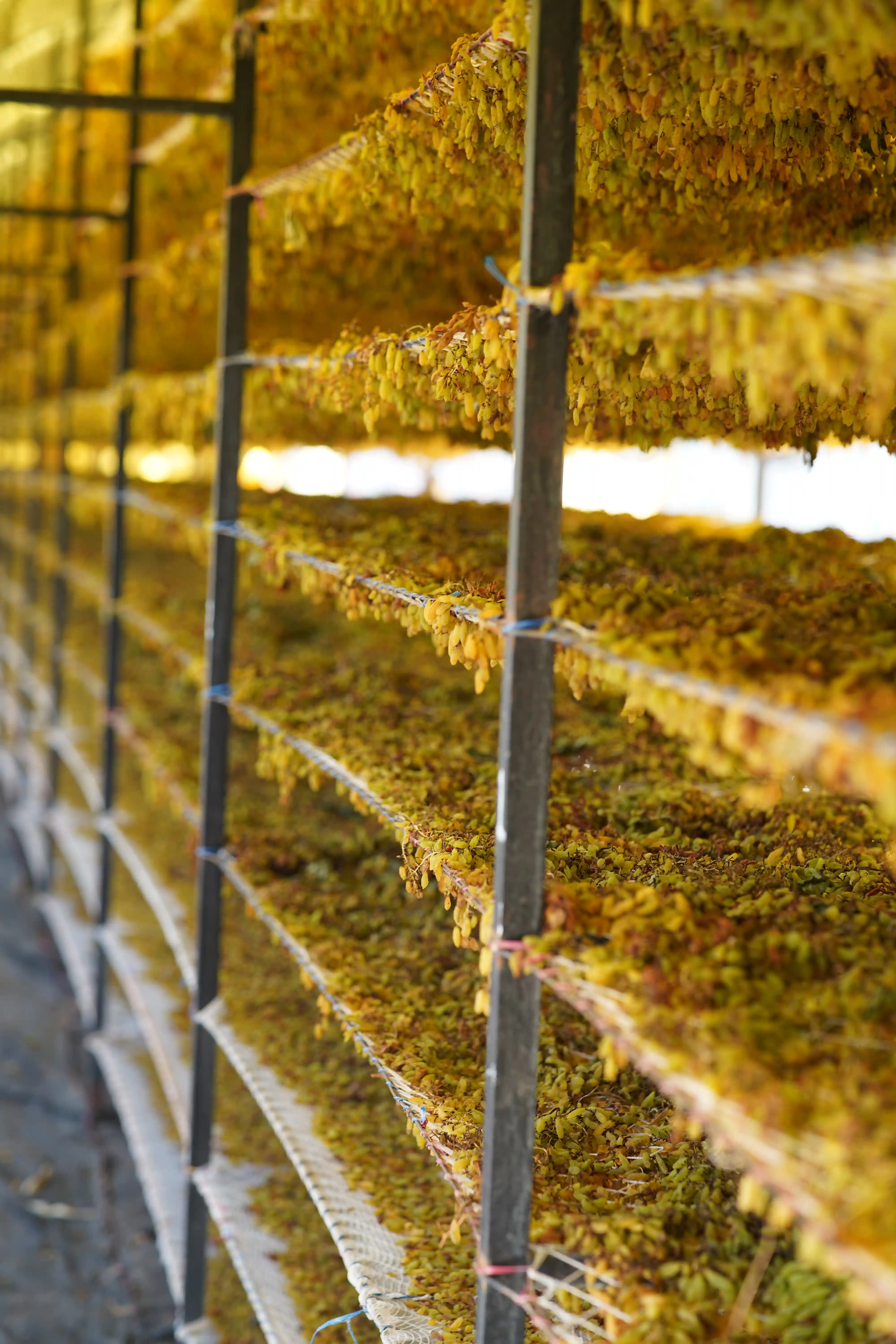 From Vine to Dried Delights: The Fascinating Journey of Raisins