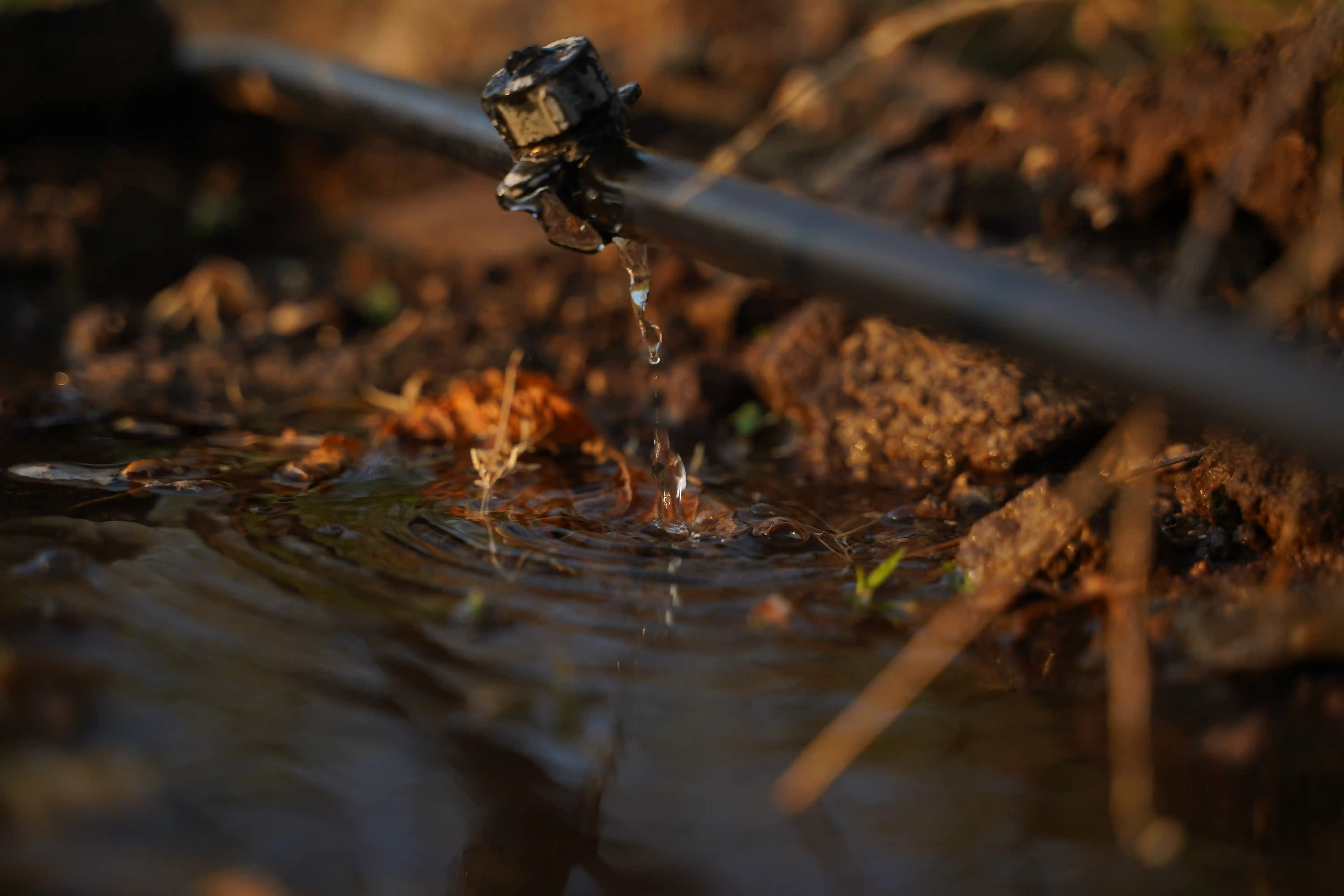 Inside Our Sustainable Farming: A Journey to Organic Excellence