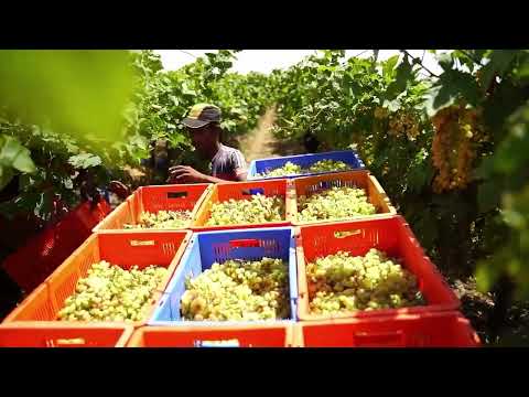 Vann Harvest - Our Farm Tour
