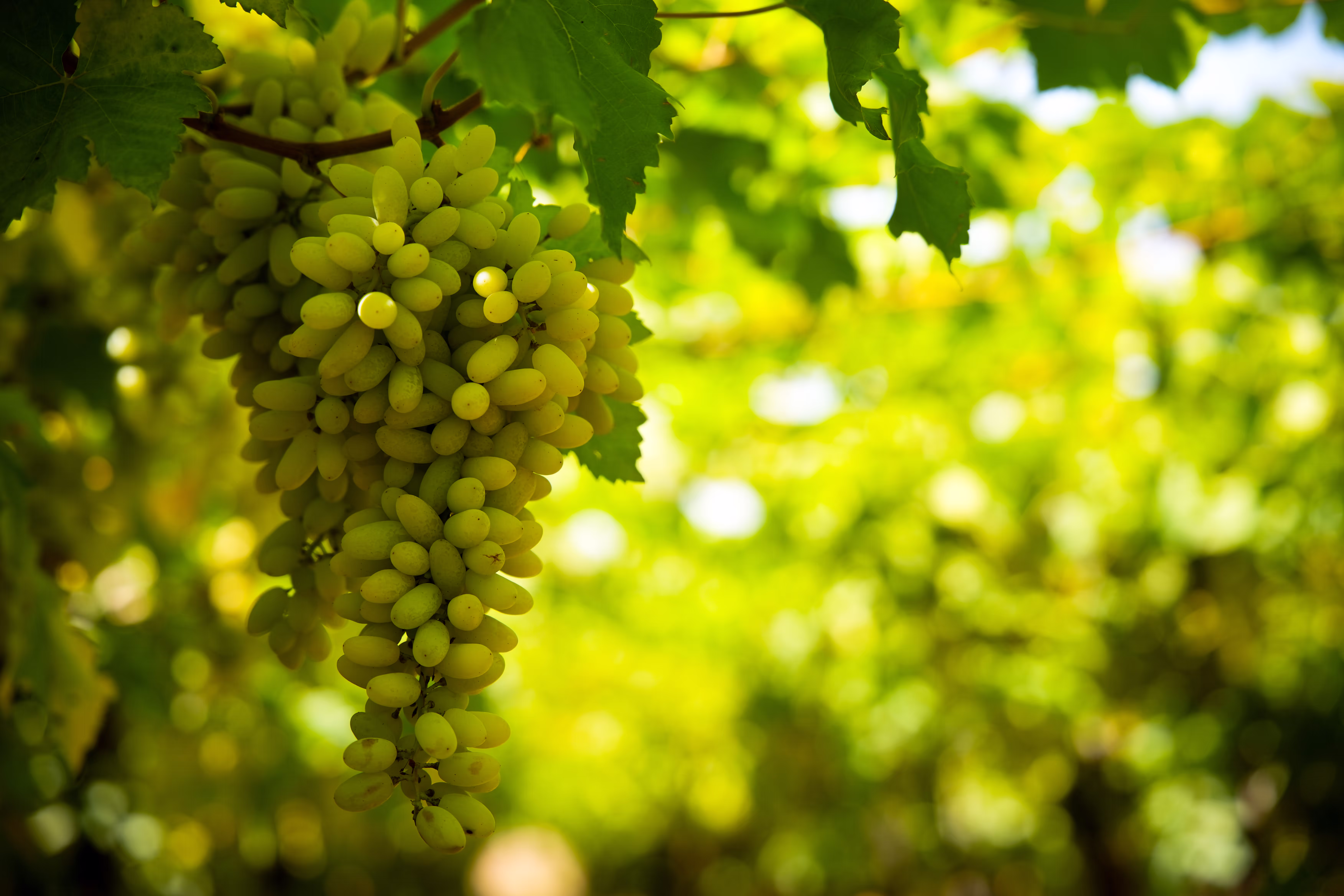 Vann Harvest farm operations - VH_5942