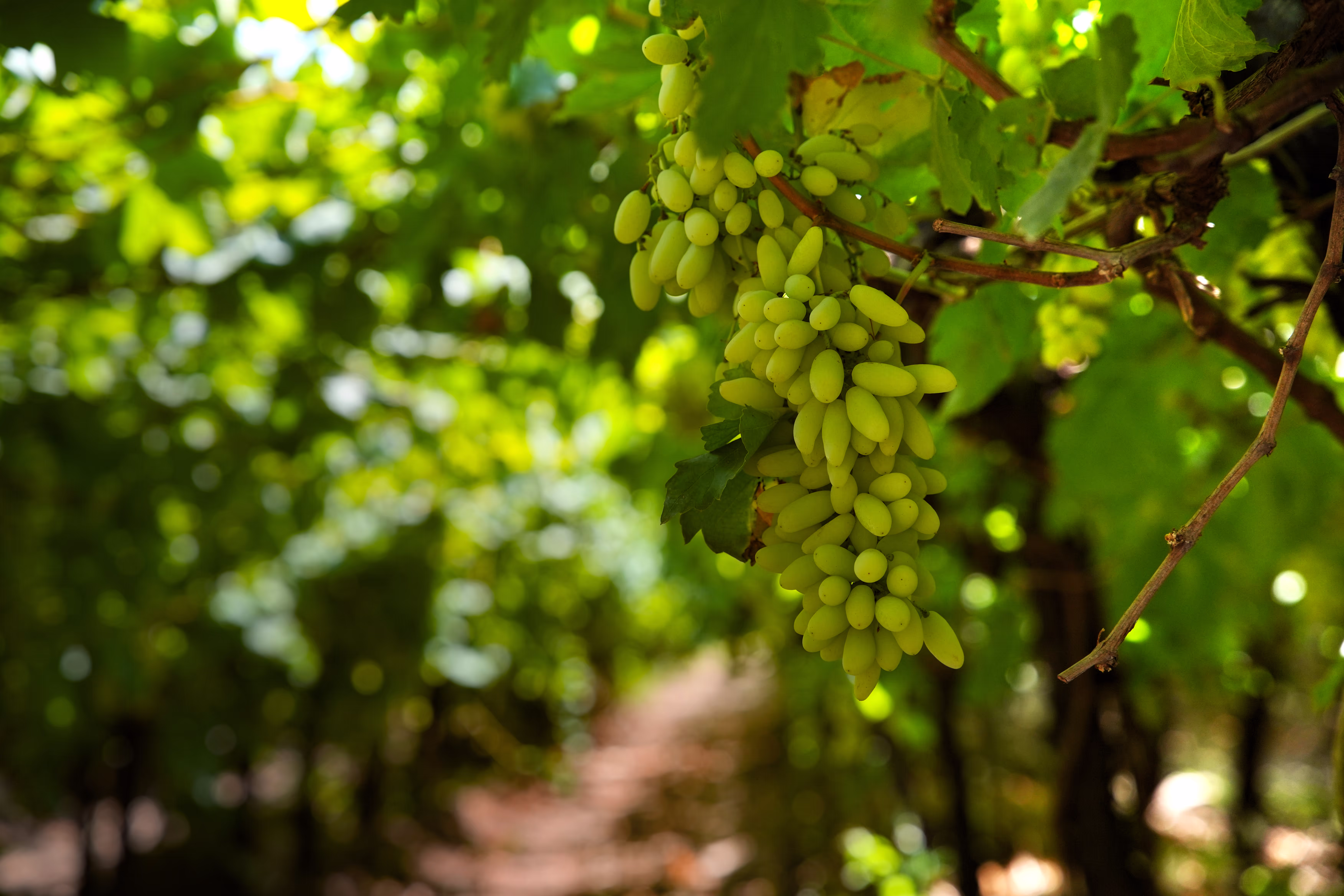 Vann Harvest farm operations - VH_5959