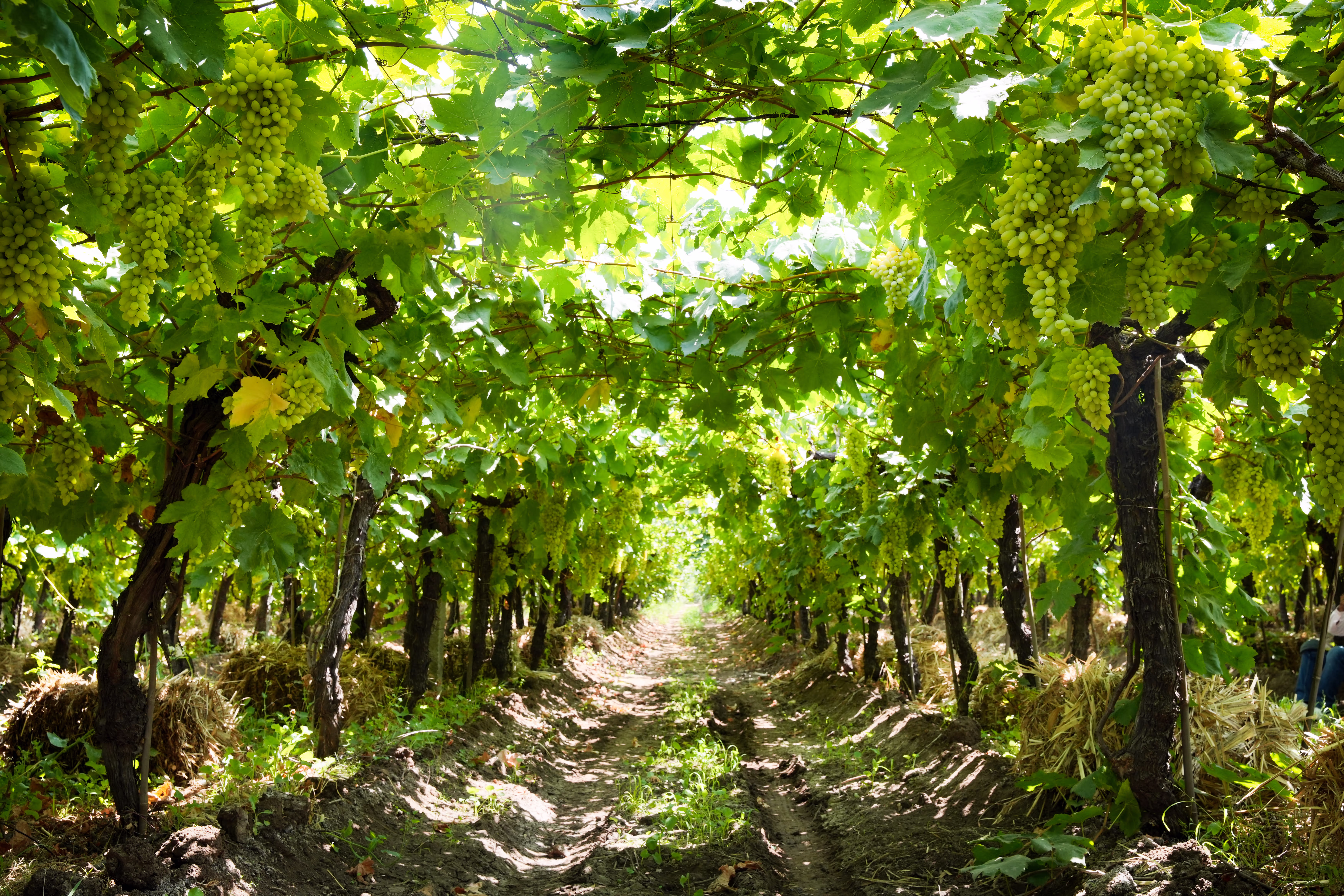 Vann Harvest farm operations - VH_5969