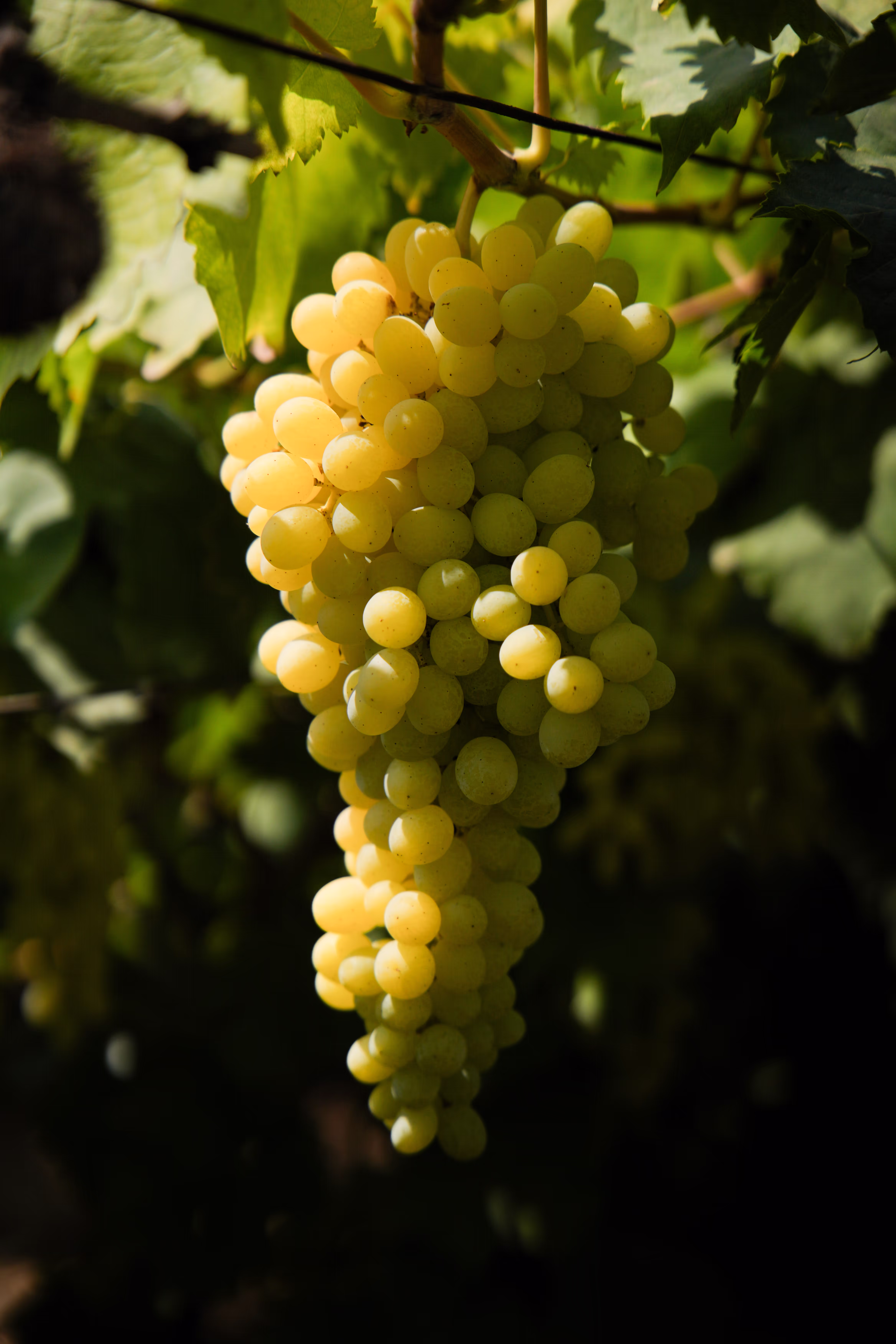 Vann Harvest farm operations - VH_5980