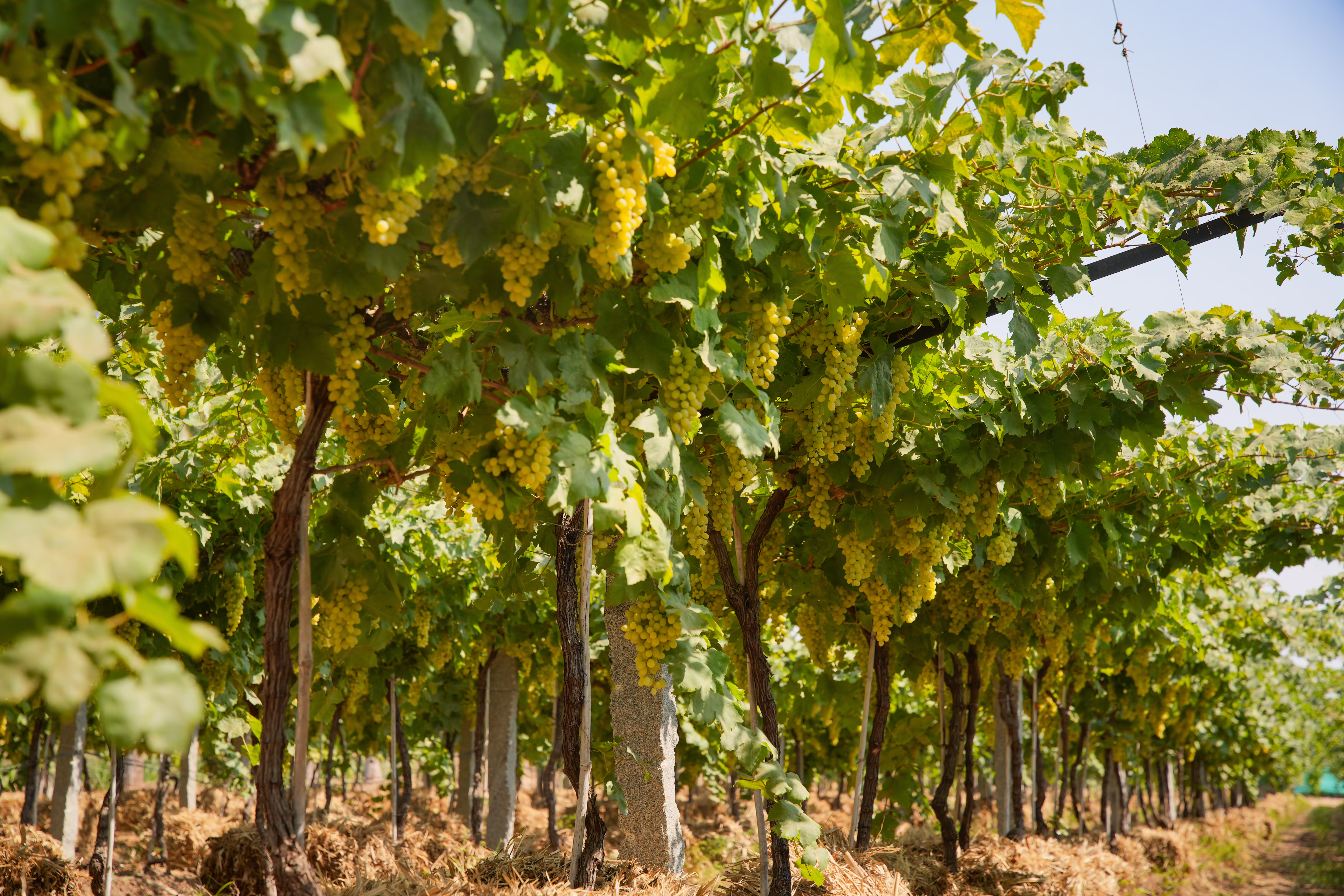 Vann Harvest farm operations - VH_6000