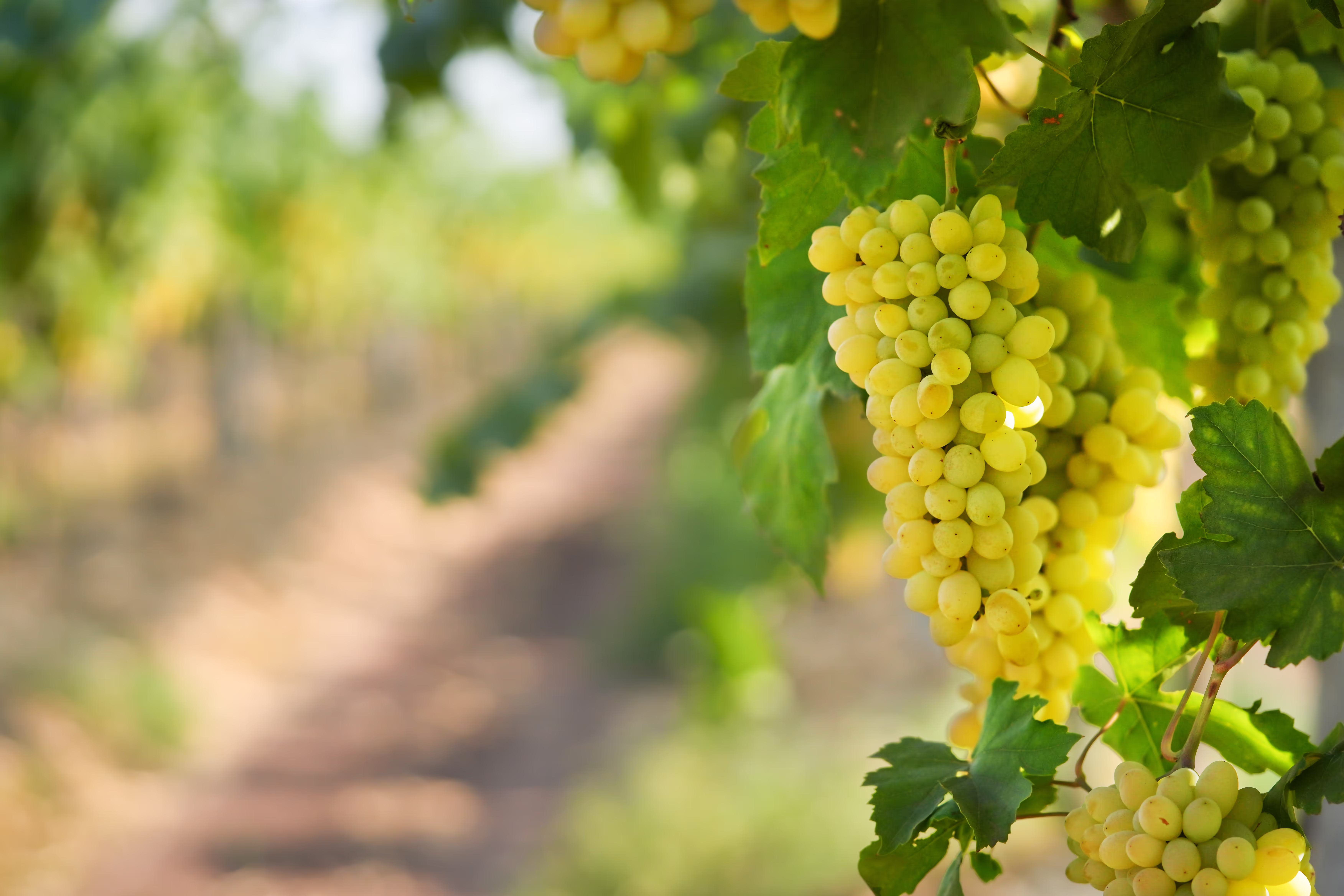 Vann Harvest farm operations - VH_6077