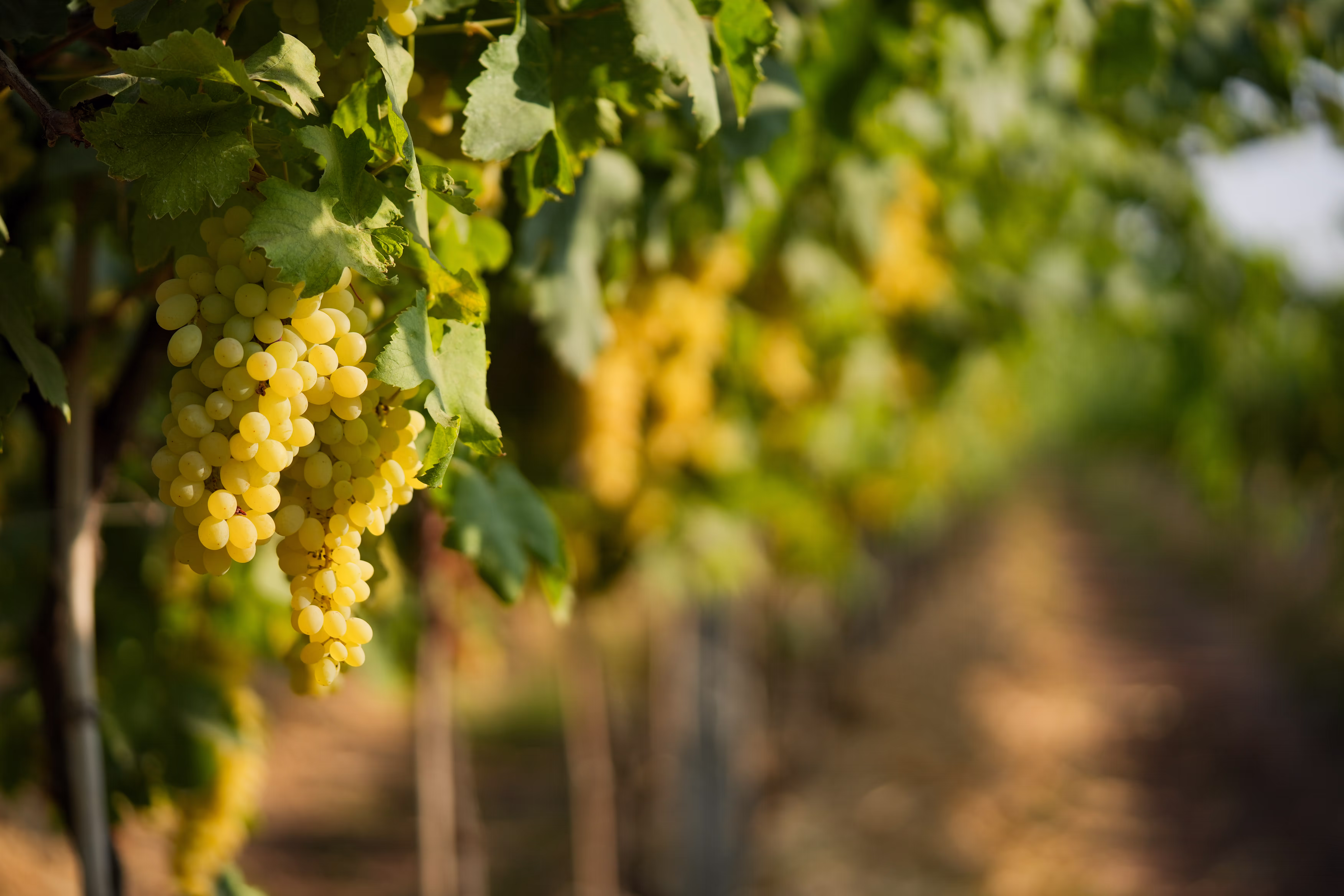 Vann Harvest farm operations - VH_6081