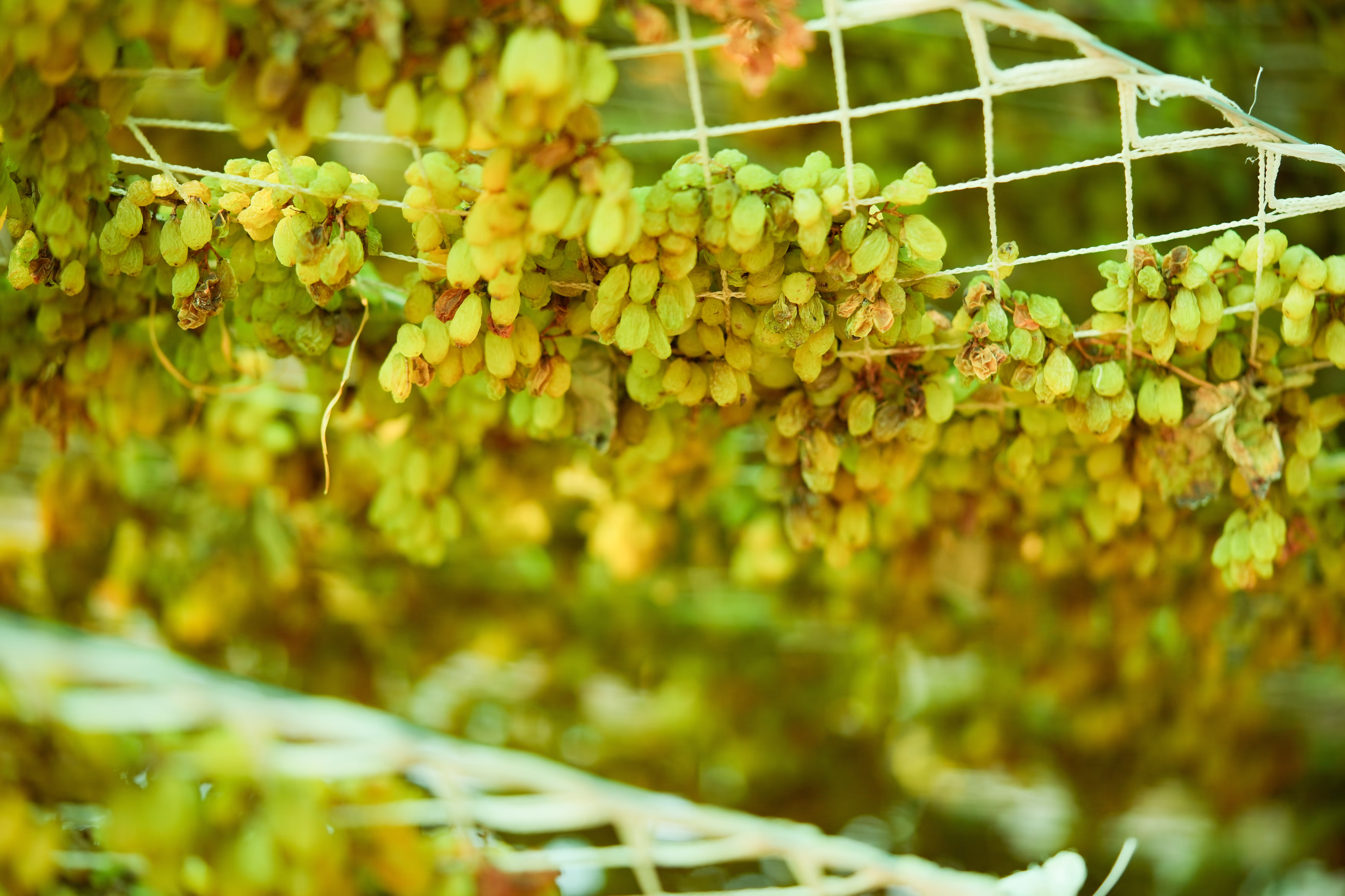 Vann Harvest processing operations - VH_6086